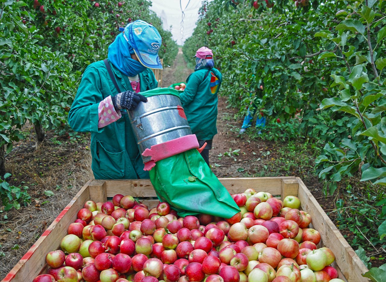 Fruit-picking-apple-pexels