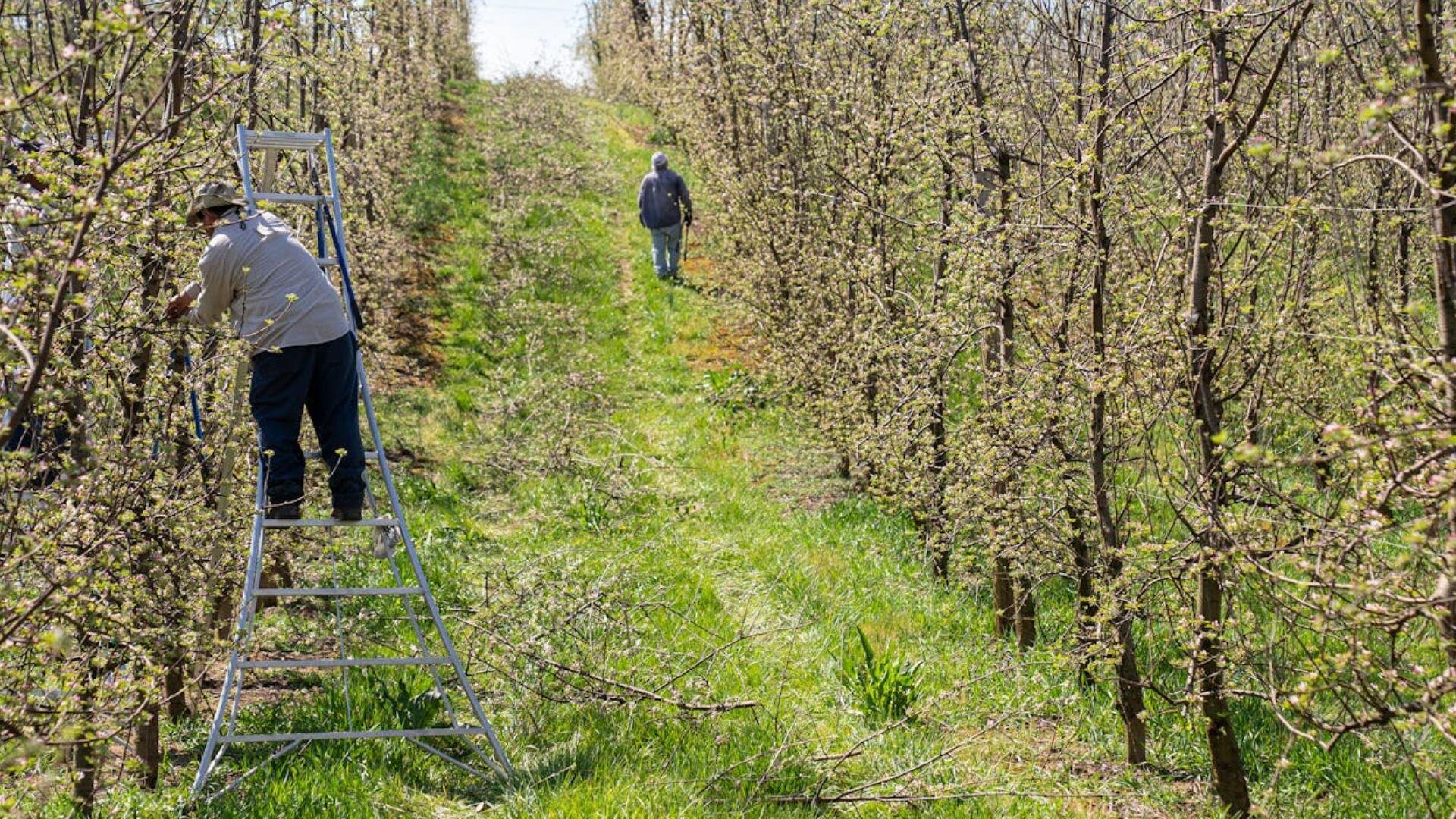 Horticulture-plantation-pexels