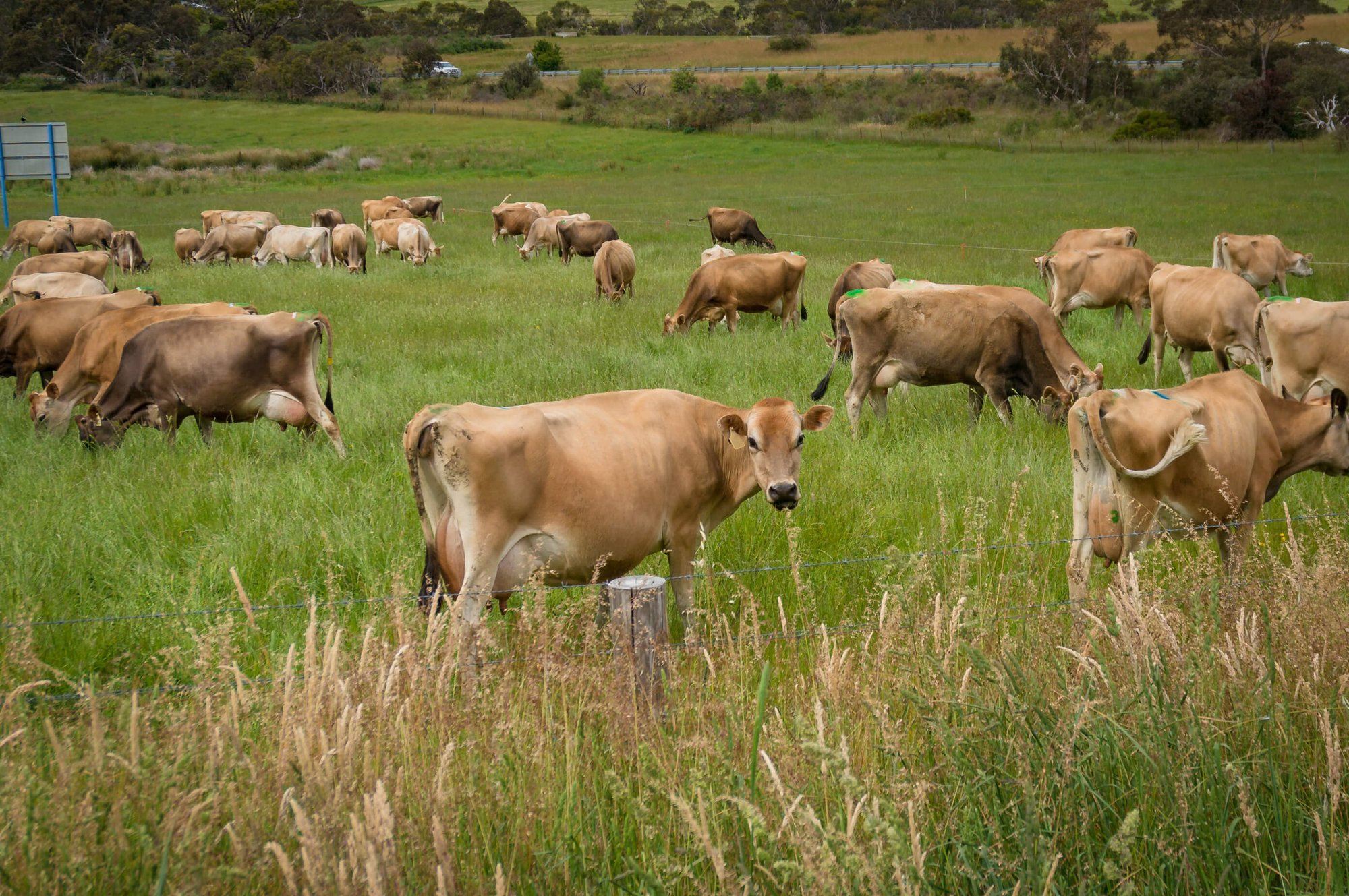 Jersey Cows-1