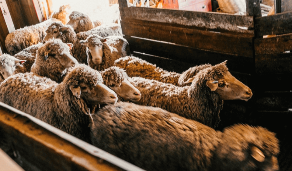 Pexels - sheep shed-newsletter