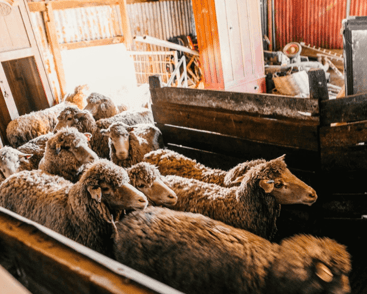 Top 5 Hazards in Sheep Shearing