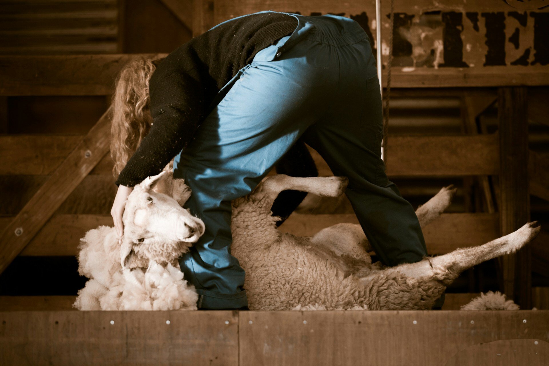 ardiss-hutaff-unsplash-sheep-shearing