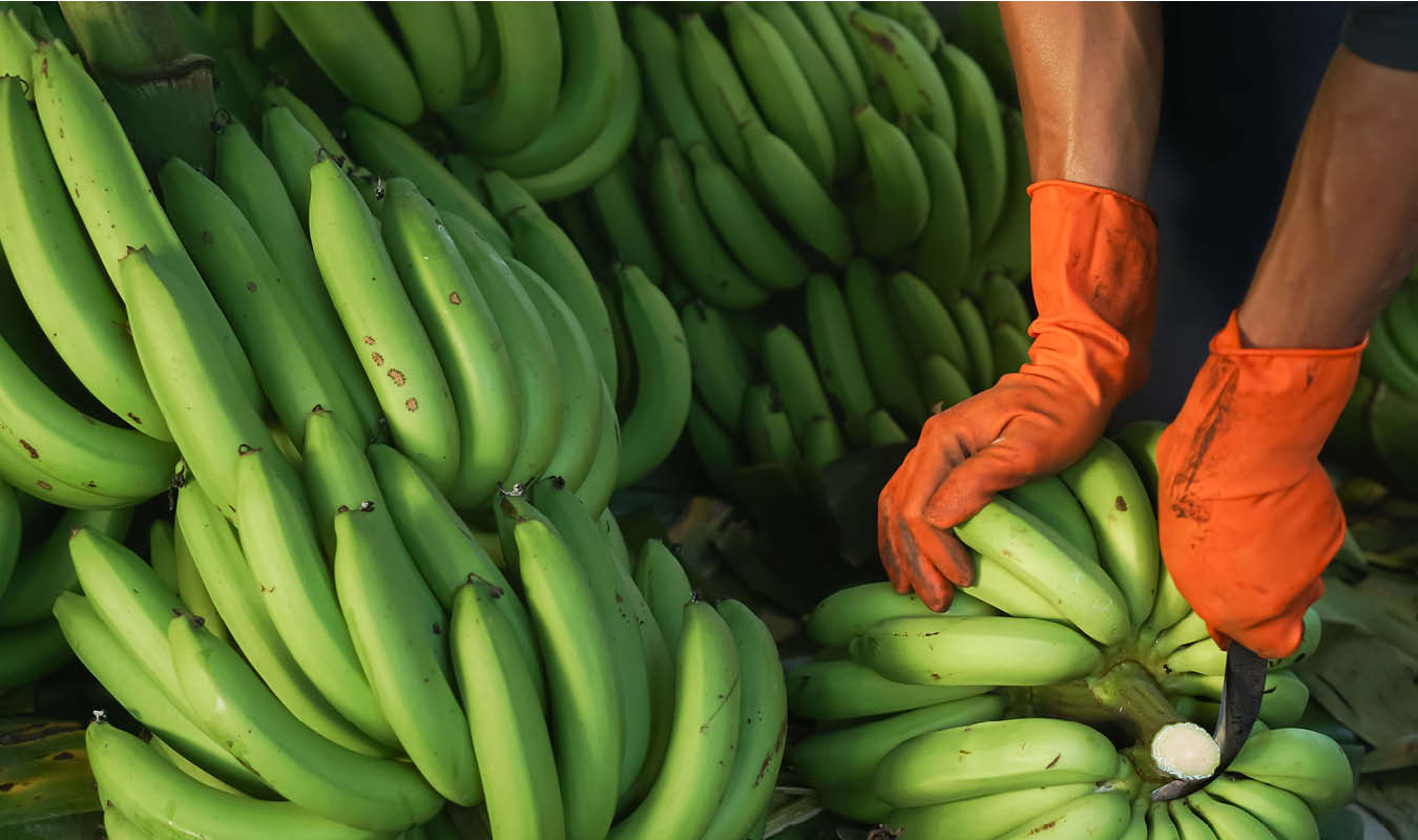 banana plantation - adobe stock
