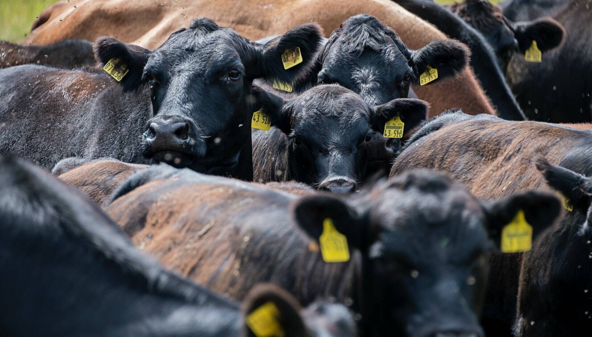 cattle-livestock-unsplash-1