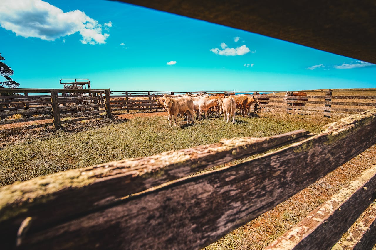 cattle-yard-livestock-pexels