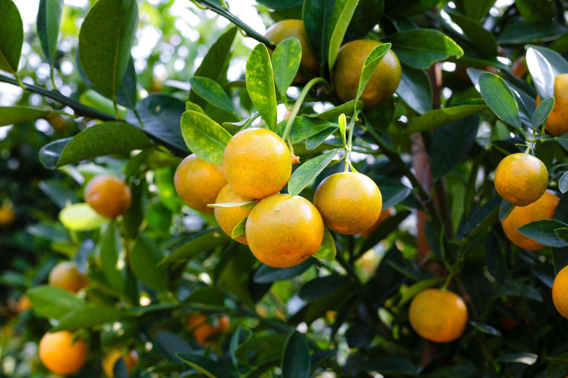 citrus-fruit-horticulture-pexels