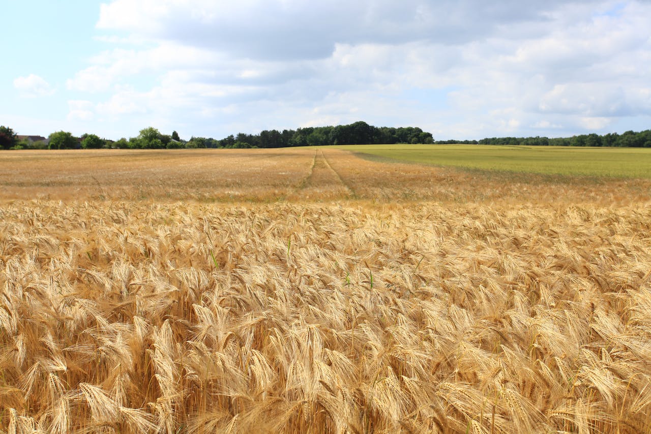 crop field - pexels