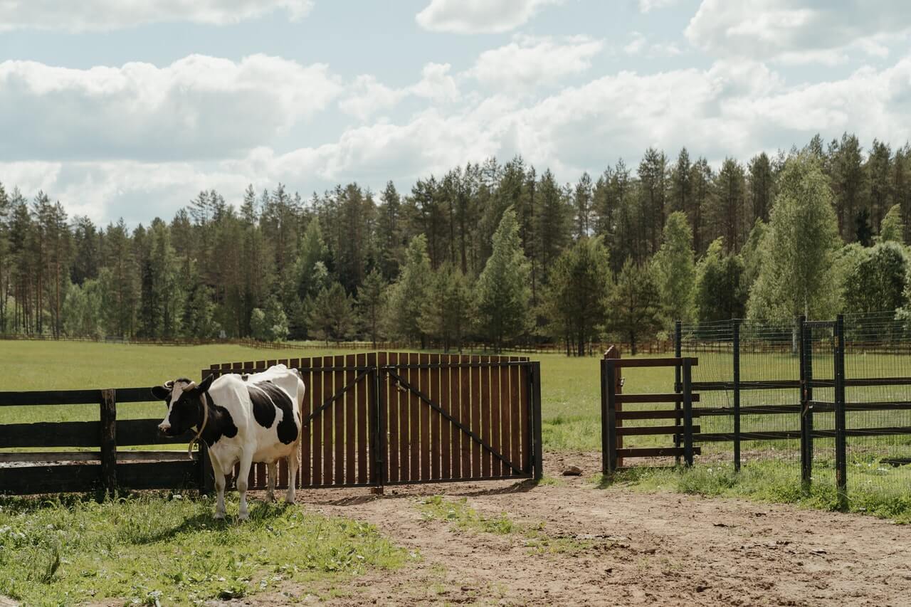 dairy farm - pexels