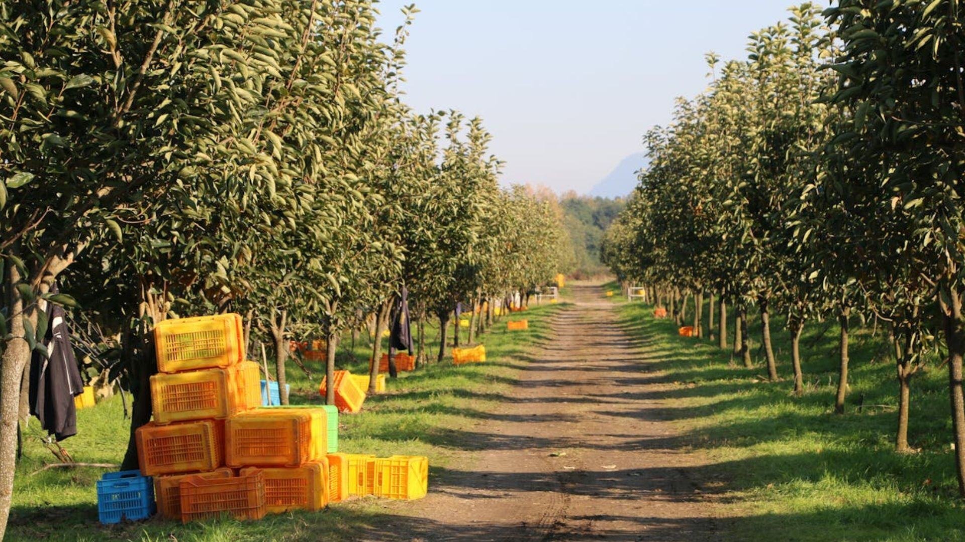 fruit-picking-pexels