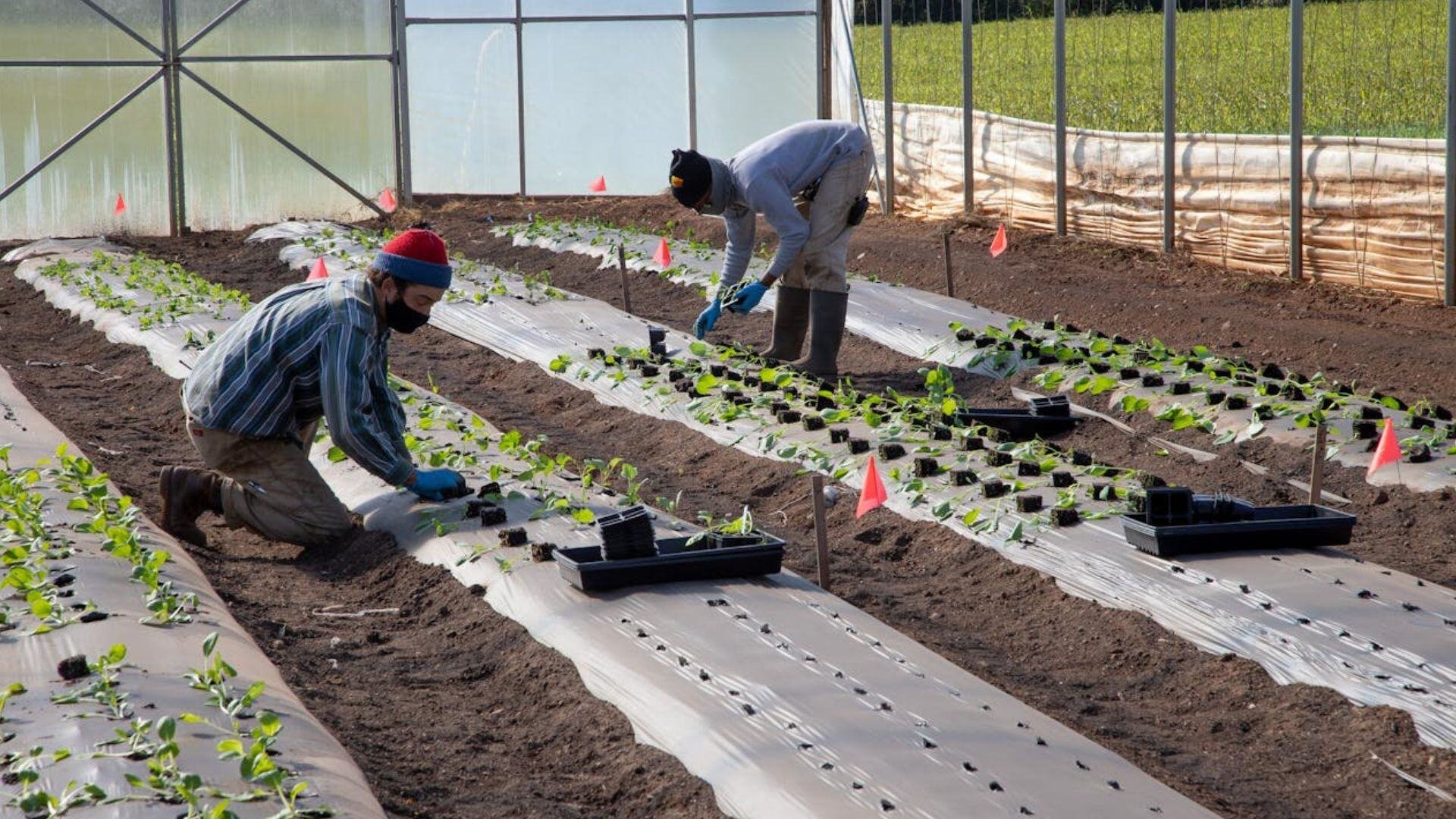 horticulture-greenhouse-pexels