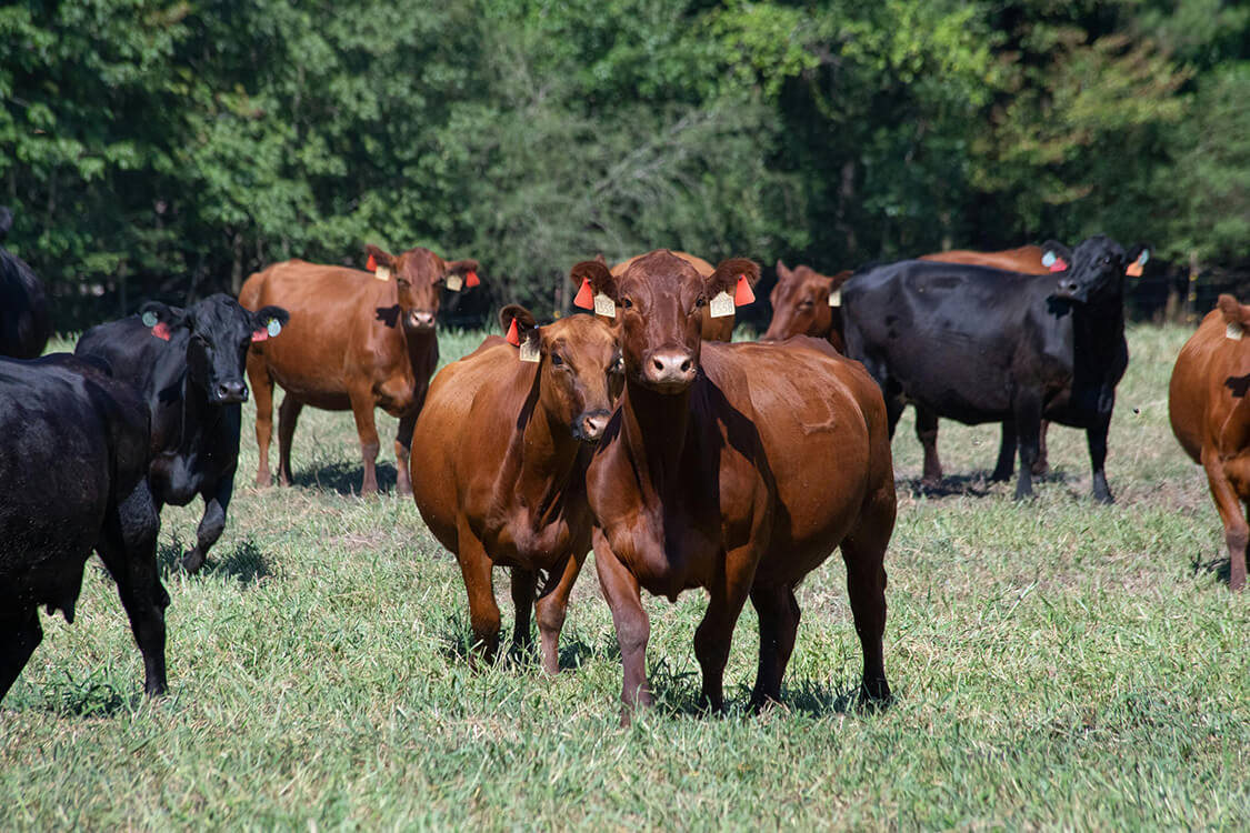 pexels-nc-farm-bureau-mark-2737166