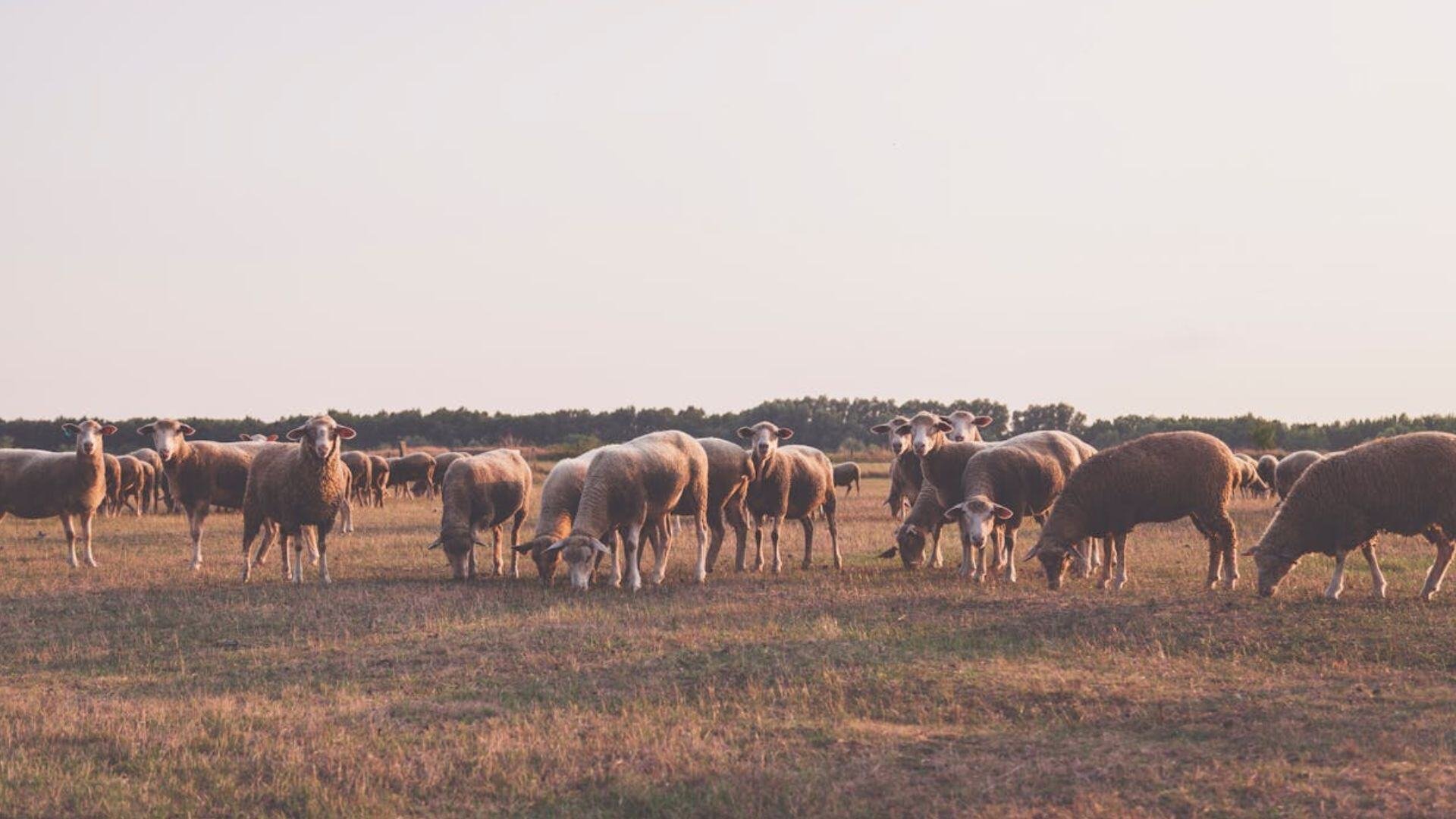 sheep-livestock-pexels