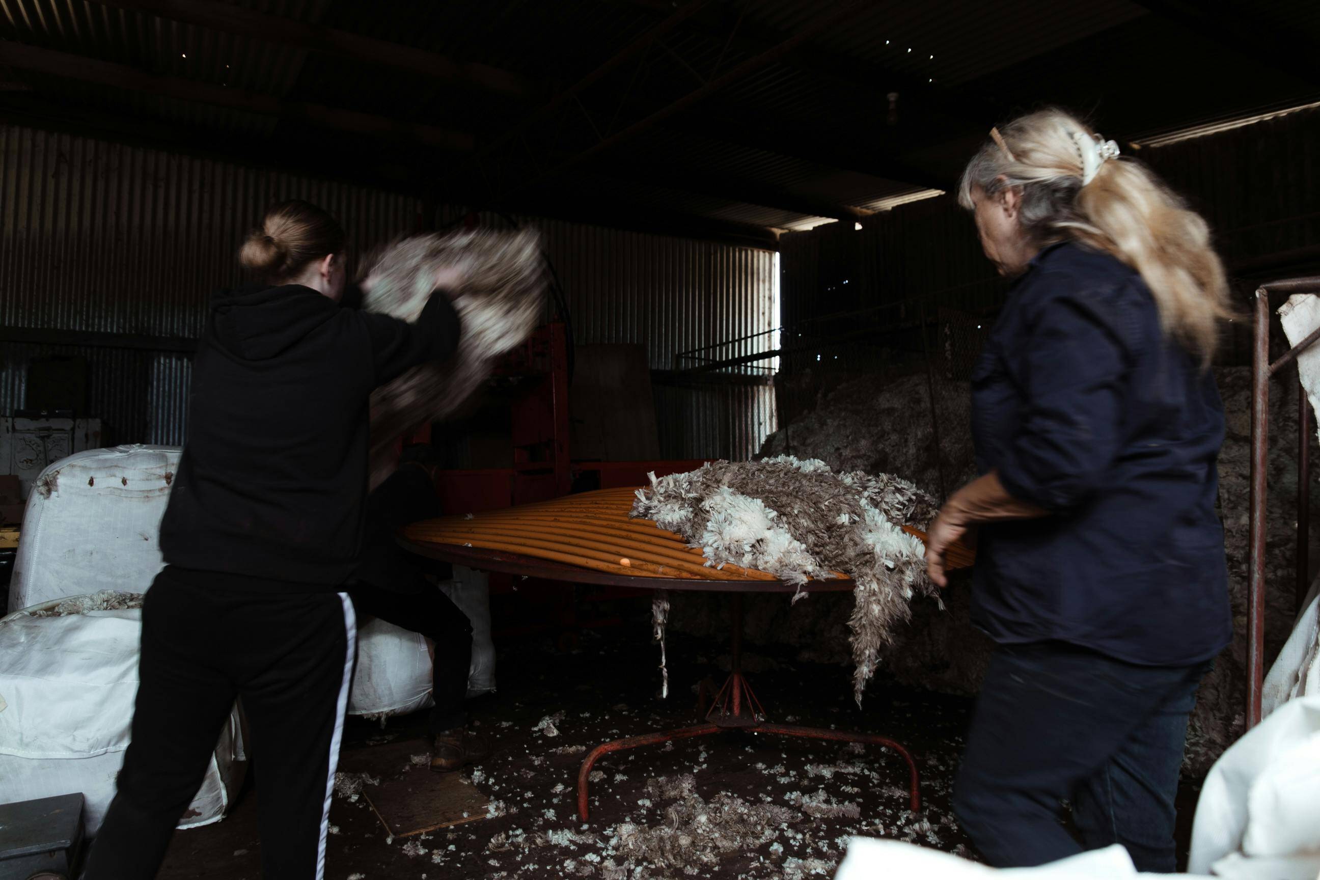 sheep-shearing-fleece-pexels