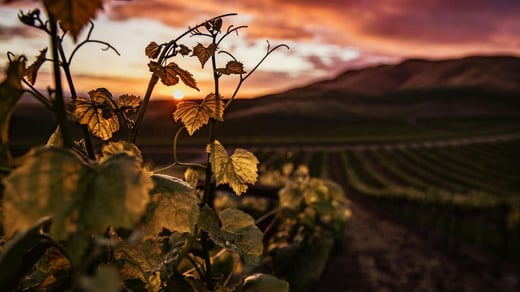 Simple Steps to Safety in the Wine Industry: Protecting your team and your crop