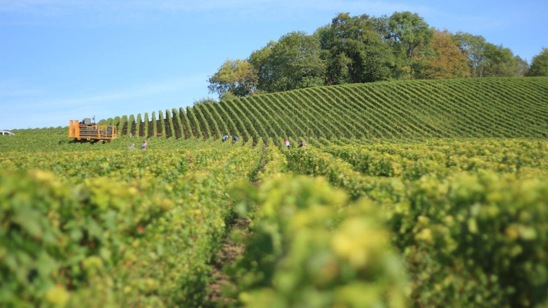 vineyard-pickers-workers-horticulture-pexels