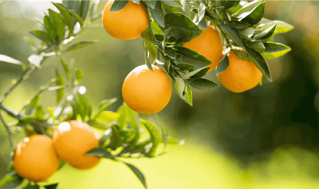 Citrus Hazards and how to manage them