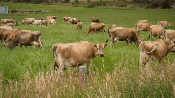 jersey cow on farm in the field