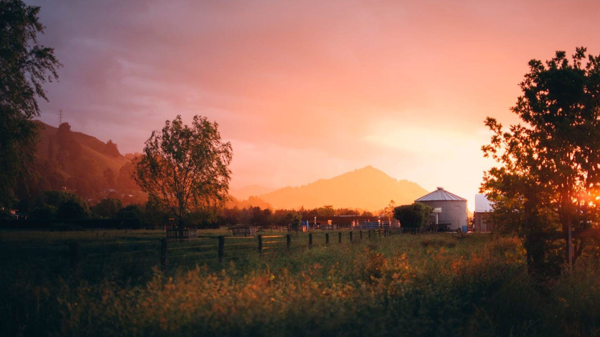 New Zealand farming field sunset