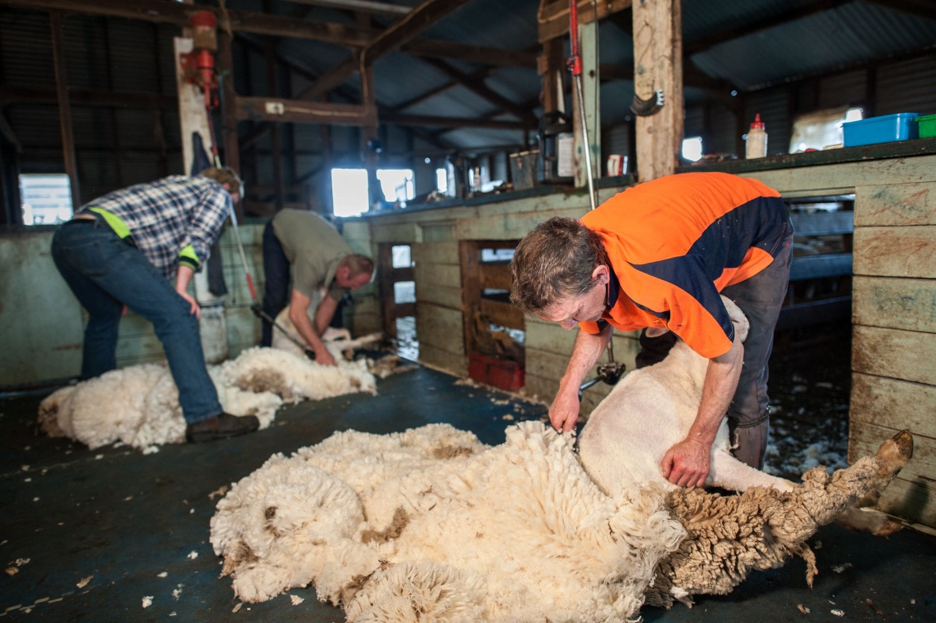 seasonal worker, casual worker, sheep shearing, training