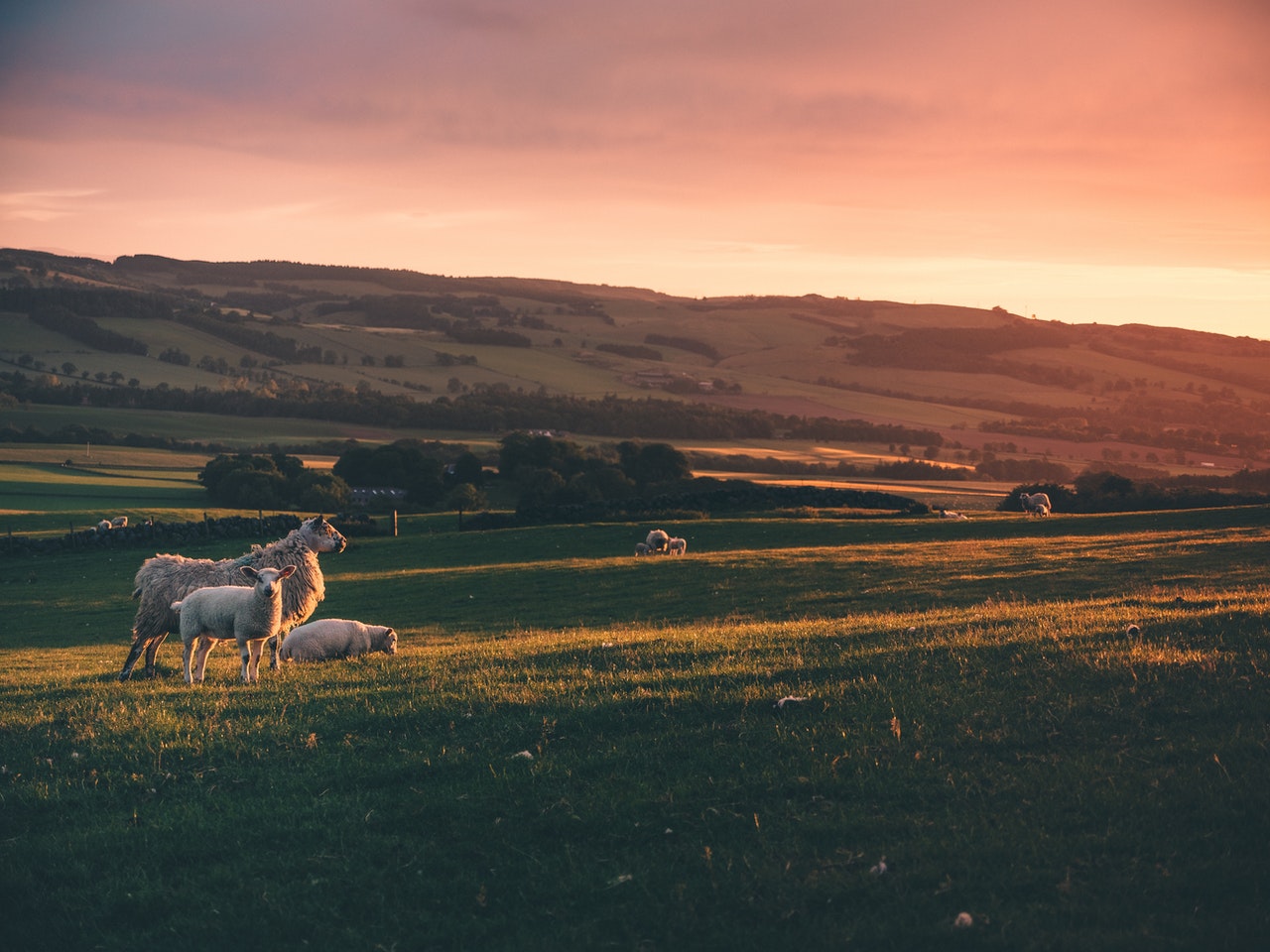 Sheep in the field, English countryside