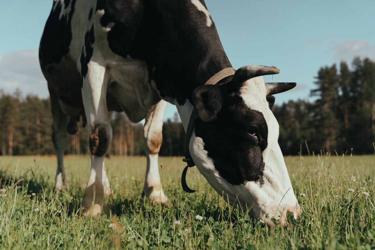 Dairy cow in a field 