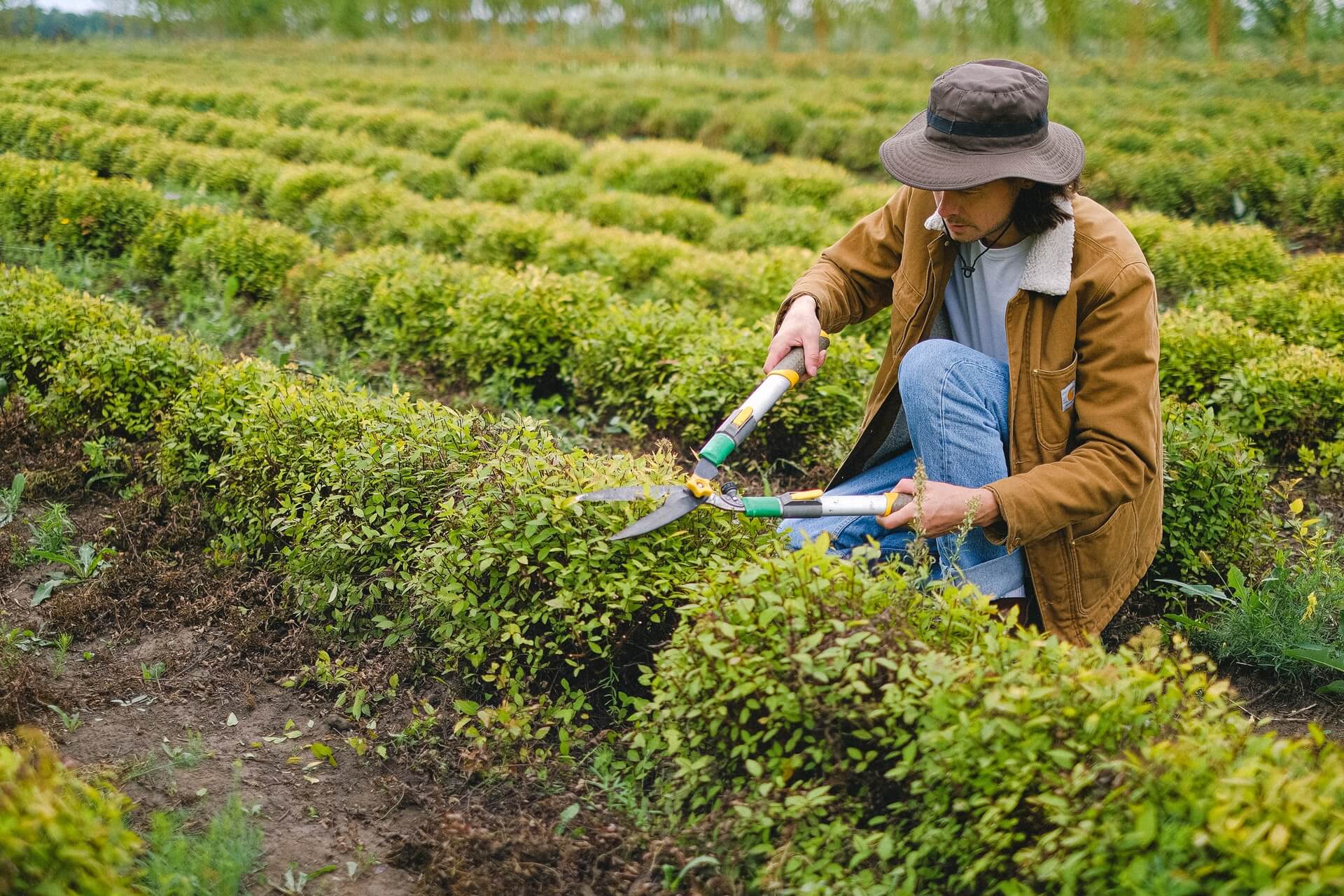 agriculture worker with hedge cutters