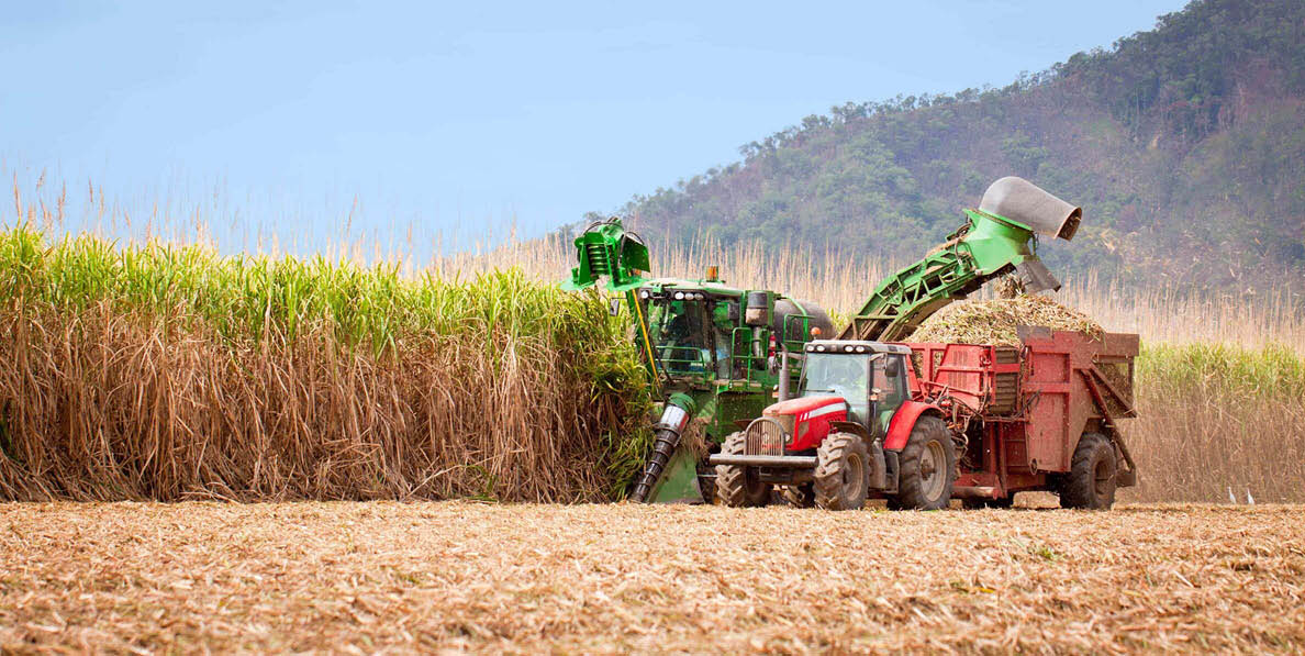 Tractor in Sugar Cane Field