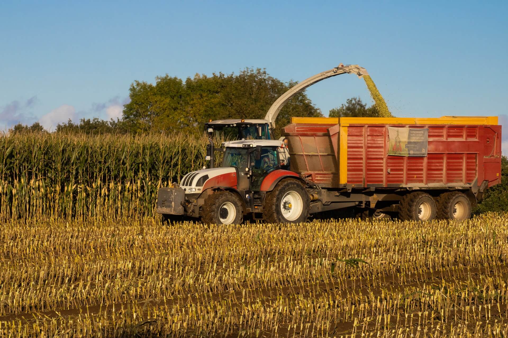 corn field harvest