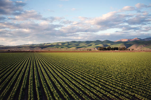 Field of row crops with mountains