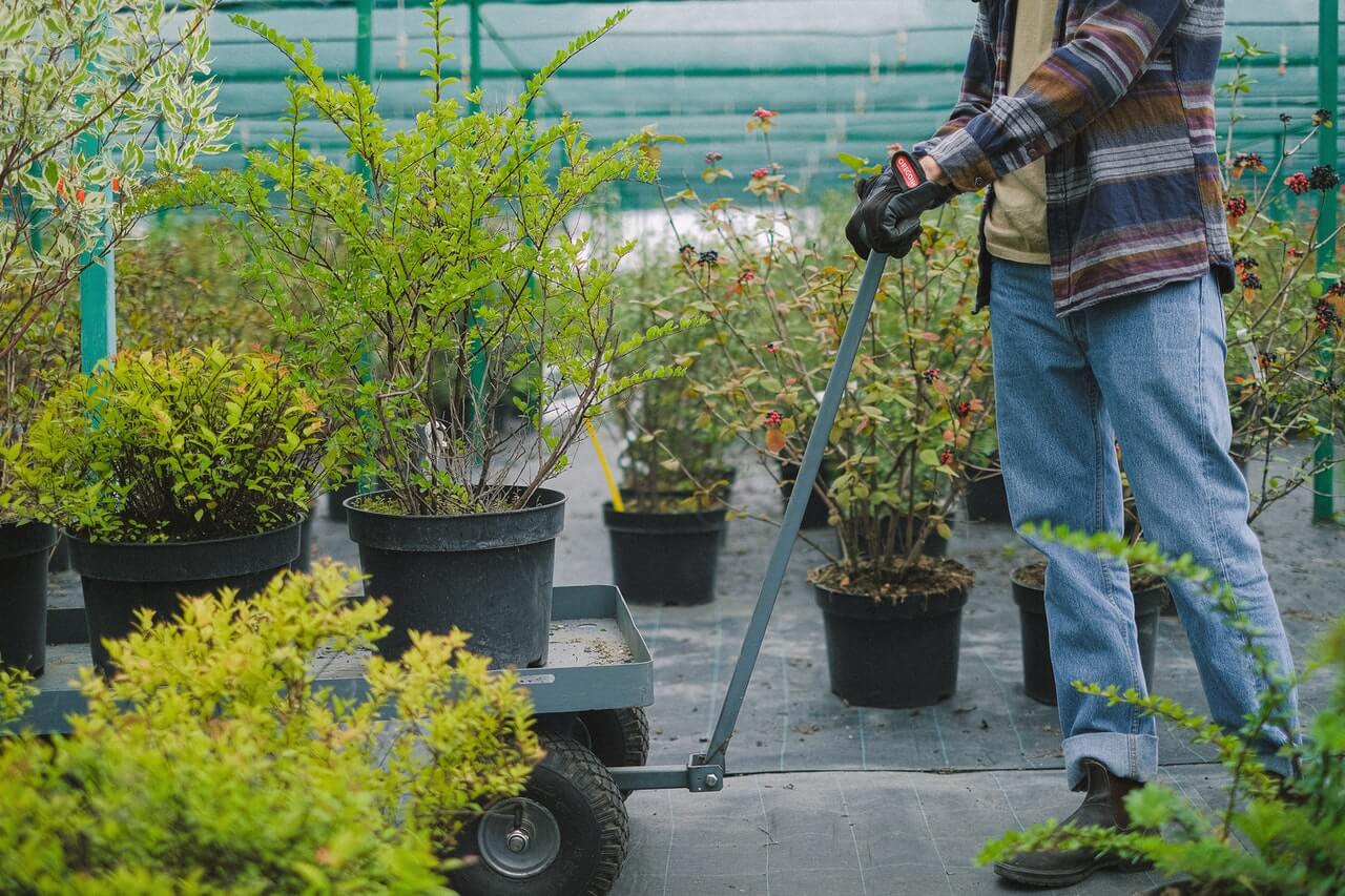 nursery worker moving pots and shrubs