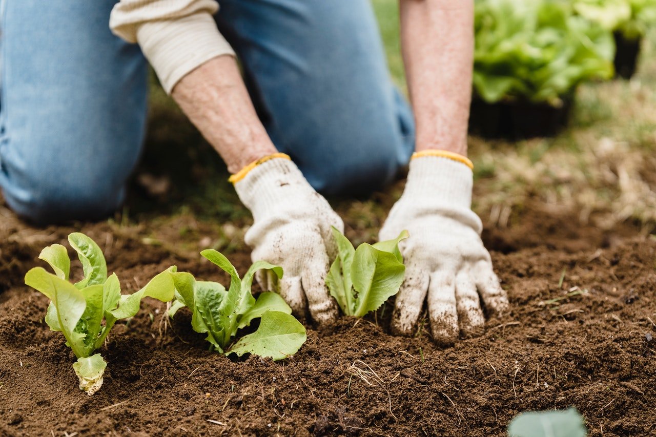 planting lettuce, hands with gardening gloves