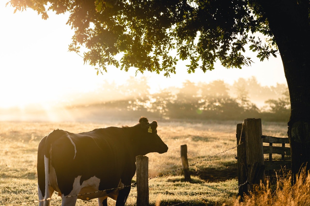 cow in sunny field