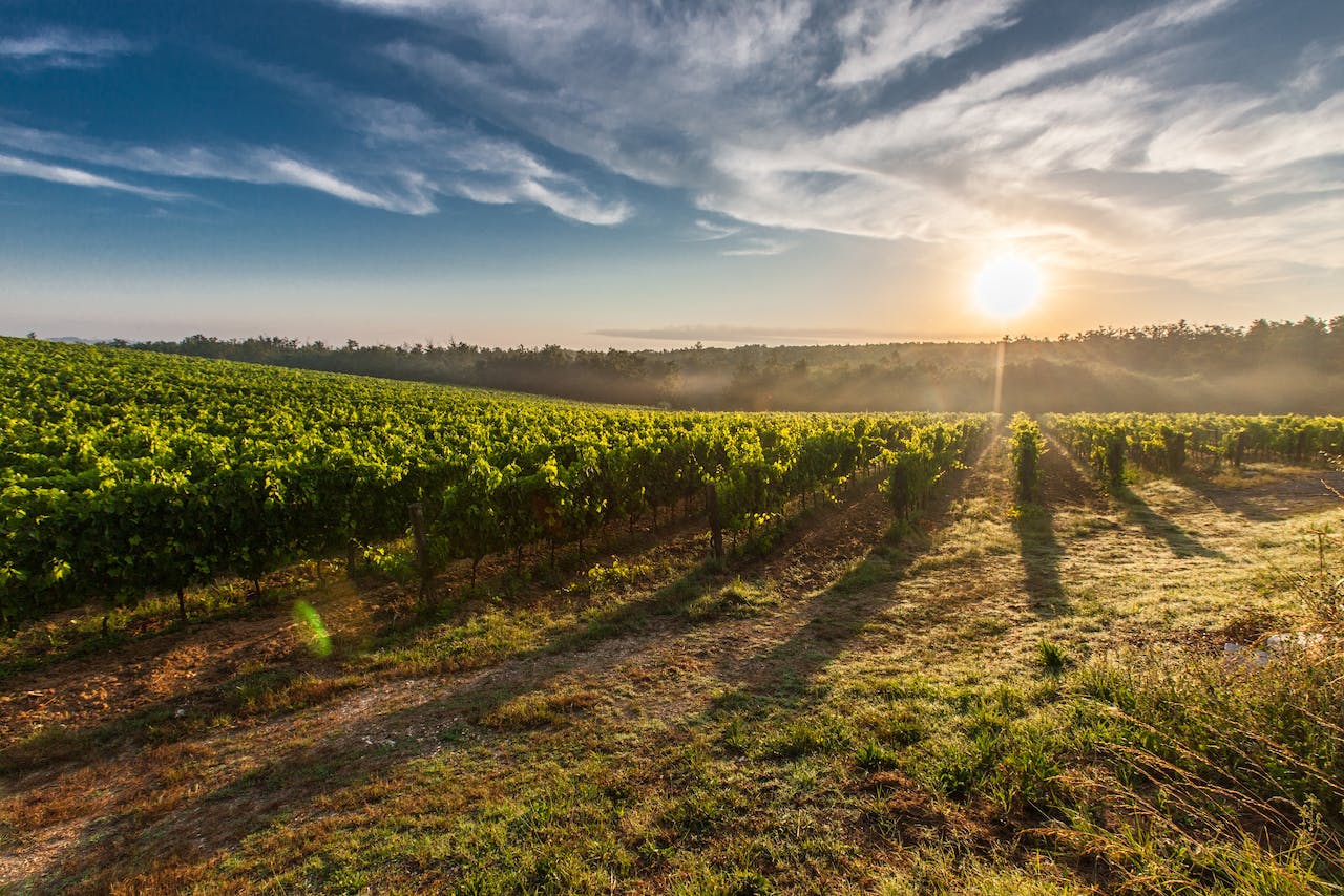 sunrise in a vineyard
