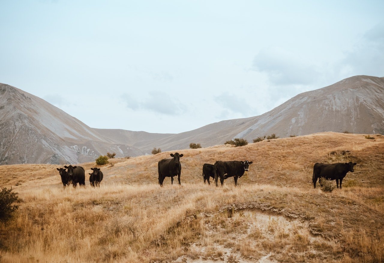 cattle in New Zealand