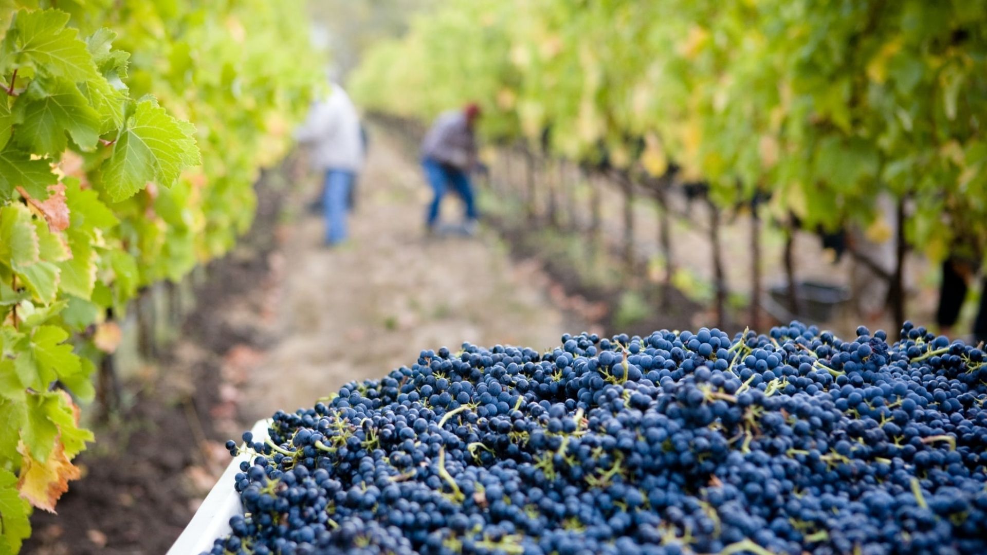 Seasonal workers harvesting grapes in vineyard