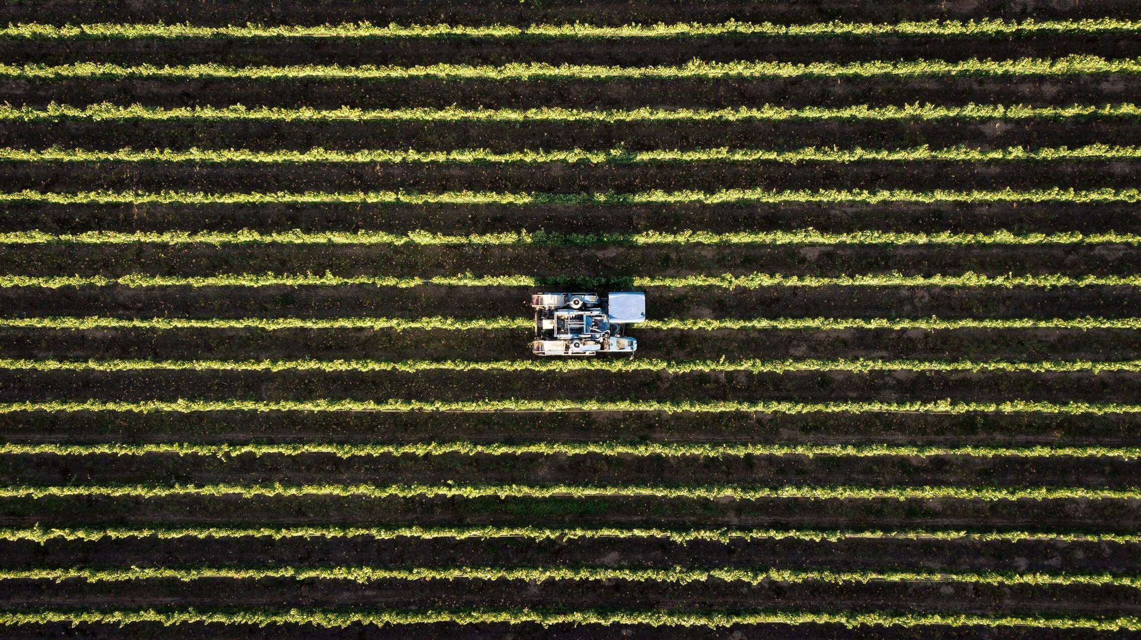 vineyard, pruning, machinery